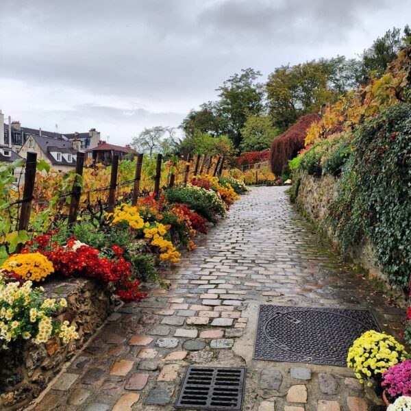 La vigne de Montmartre